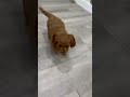 Cavapoo dogs for sale: Sugar - Video 1