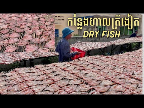 Dry fish production at Kilometer #9 market Cambodia 🇰🇭