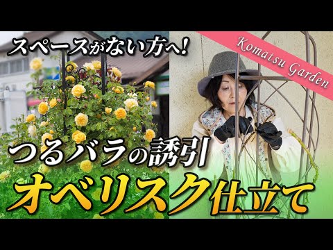イングリッシュローズ「グラハム・トーマス」 植物