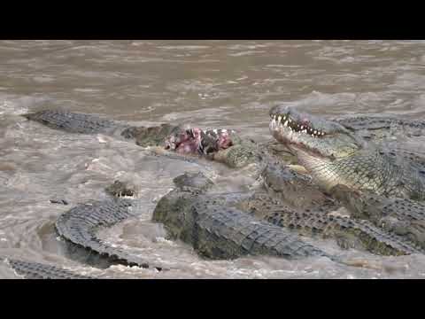 Great Migration River Crossing Masai Mara, Kenya - Zebras & Wildebeests @LowisandLeakey Safaris