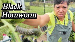 Garden Chores | Summer Garden Cleanup Day 1