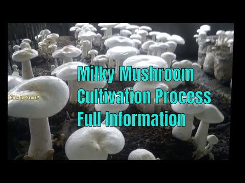 Milky mushroom cultivation process