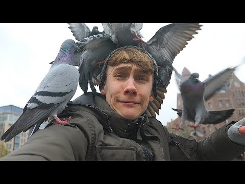 AANGEVALLEN DOOR 100 DUIVEN! - JOB VLOG #10