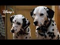 The Puppies Get Their Collars 101 Dalmatians HD Movie Clip