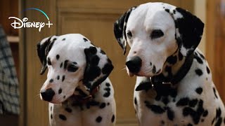 The Puppies get their Collars – 101 Dalmatians (