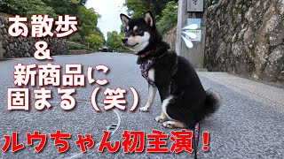 【京の柴犬】初主演のルウちゃん、大緊張⁉(笑)　太郎の犬モノガタリ第474話