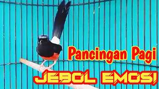 Download lagu PANCINGAN MURAI BATU GACOR FULL ISIAN PANJANG, SEKALI DENGAR MURAI APAPUN LANGSUNG EMOSI mp3