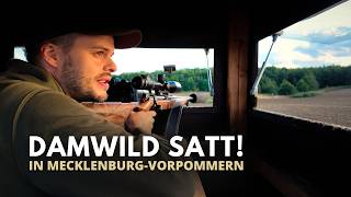 Richtig angesprochen? Knifflige Damwildjagd in MVP 🦌 @huntondemand Filmausschnitt