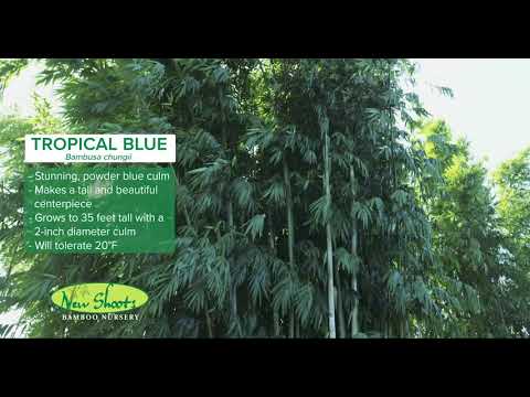 Tropical Blue Bamboo - Bambusa chungii