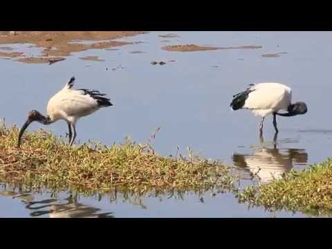 Ibis posvätný (Threskiornis aethiopicus) — African Sacred Ibis dokument