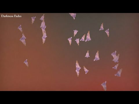 Sharon Van Etten - Darkness Fades (Lyric Video)