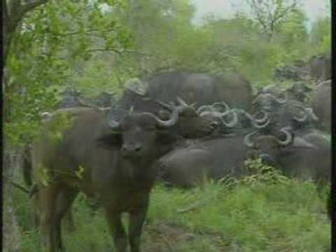 Cape Buffalo Breeding Herd Pt.3