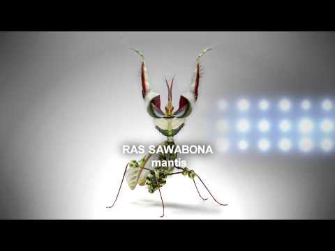 RAS SAWABONA-mantis