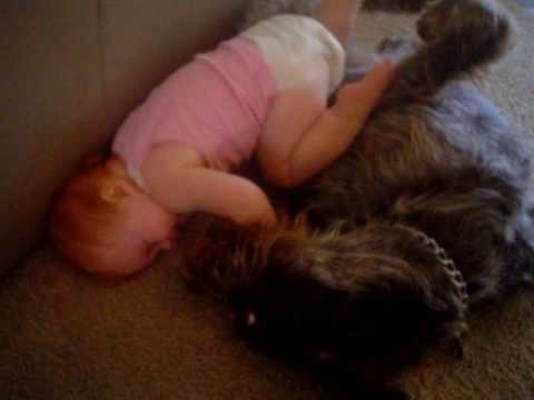 Baby vs. Spinone