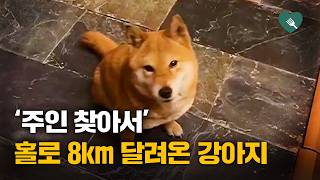 주인 찾아 홀로 8km 달려온 강아지