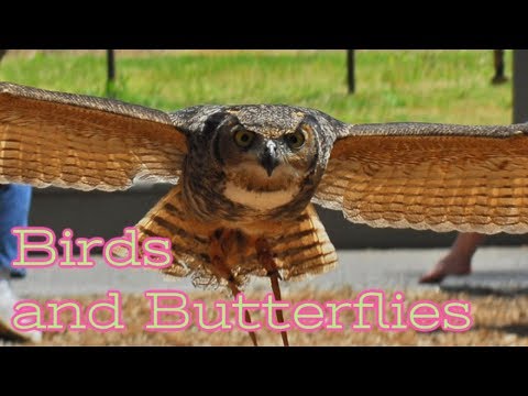 Birds and Butterflies