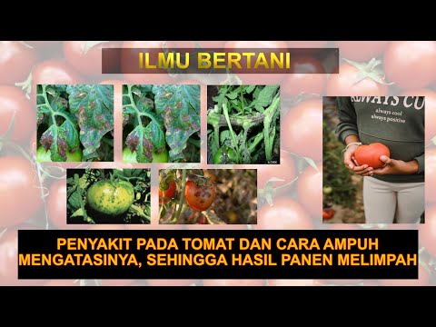 , title : 'Cara Jitu mengatasi penyakit pada tanaman tomat'