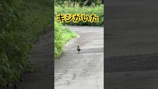 桃太郎がまだ見つけてないのか