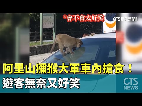 阿里山獼猴大軍車內搶食！　遊客無奈又好笑
