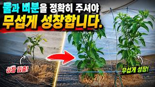 물과 비분을 정확히 주셔야 합니다!! 고추농사의 핵심!!