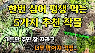 한번심어 평생 먹는 5가지 작물 거름주면 잘 자라고 꾸준히 먹으면 건강에 좋아요 #평생키워먹는작물 #텃밭농사