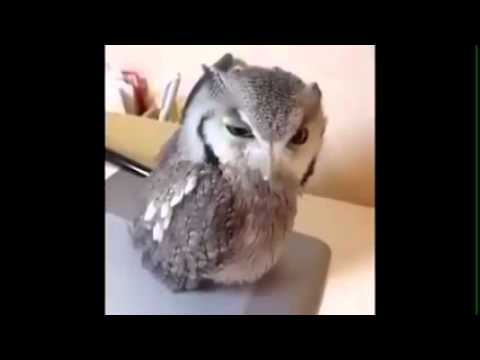 Itanhaem - so muleke loko PARTE 2 KKKKKKKK