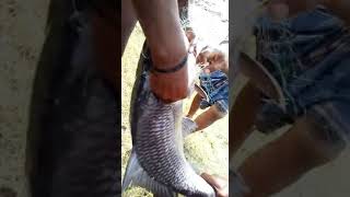 preview picture of video 'Fishing in dam when the shutters open in Aliyar Dam'