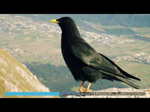 Čavka žltozobá (Pyrrhocorax graculus) — spev a hlas v prírode