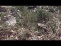 Chasse Au Sanglier Var