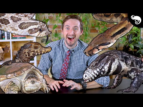 Top 6 Ultimate Pet Reptiles