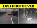 6 Real Last Photo Of Extinct Animals Part 2