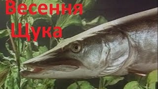 Диалоги о рыбалке щука весной когда река
