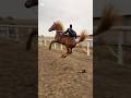 CAN YOU HANDLE A WILD HORSE Testyourlimits Wildride Shorts