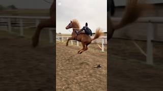 CAN YOU HANDLE A WILD HORSE?! #testyourlimits #wildride #shorts