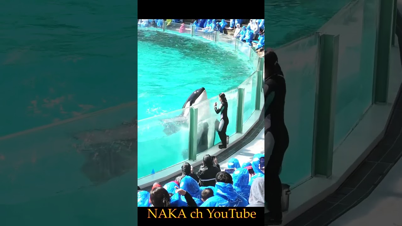 ルーナちゃんとトレーナーさん、ガラス前パフォーマンス、#shorts　 #シャチ #orca #鴨川シーワールド #水族館 #シャチパフォーマンス #killerwhales＃癒し