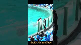 ルーナちゃんとトレーナーさん、ガラス前パフォーマンス、#shorts　 #シャチ #orca #鴨川シーワールド #水族館 #シャチパフォーマンス #killerwhales＃癒し