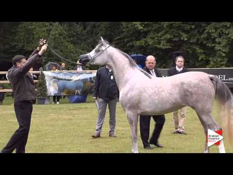 N.149 LUDJAYN A - Bruges 2015 International - Fillies 3 years old (Class 105)