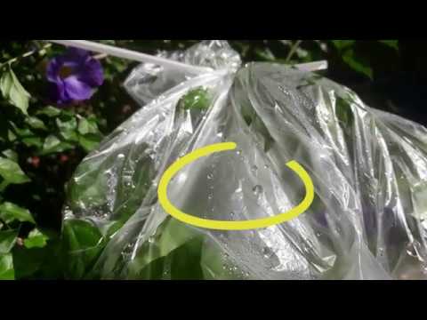 Experiência - evapotranspiração (fotossíntese)