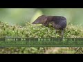 Shrew Sounds - The high-pitched squeaky twittering calls of a shrew in a meadow in the UK.