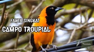 Download lagu Mengenal burung unik bersuara merdu Campo troupial mp3 Download lagu Mengenal burung unik bersuara merdu Campo troupial mp3