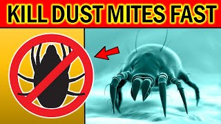 How to Get Rid of DUST MITES Quickly & Naturally?