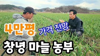 마늘 농사 10만평이 목표! 가격 전망 신품종 우량종 대서 마늘이 대세다