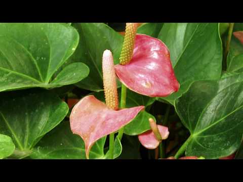 NASA publikon 10 llojet e bimeve qe pastrojne ajrin brenda ne shtepi