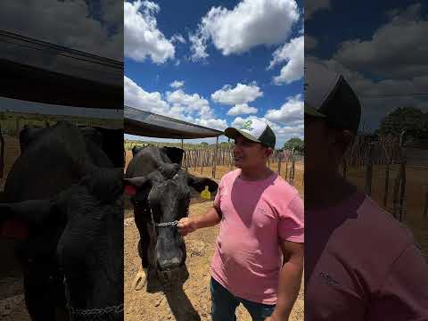 Fomos visitar a vaca campeã  do 17º Torneio Leiteiro de Tenente Laurentino Cruz/RN. 🐄💪