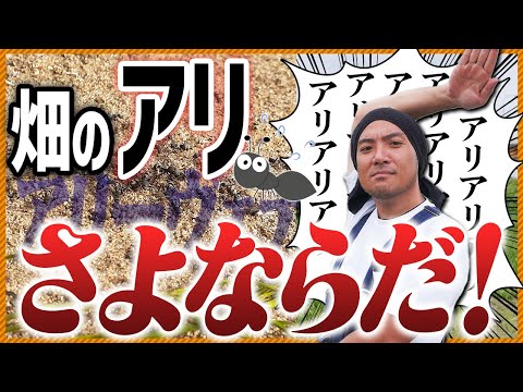 アリを苗木から遠ざけるにはどうすればよいですか？彼らが自然に撃退するための、彼らが最も嫌がる5つの製品をご紹介します。  庭園