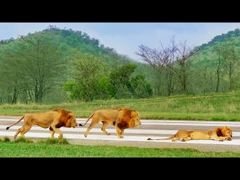 Lions Slowly Creep Up To and Attack Rival