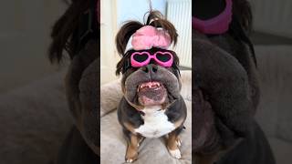 Download lagu New character unlocked : Mr.One Toof 🩷 #funnyanimals #dogs #shorts mp3