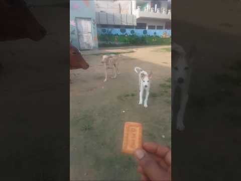 #dog #puppy #dogshorts #dogs #doglover#shorts #shortsfeed #youtubeshorts #viral #animals #seva