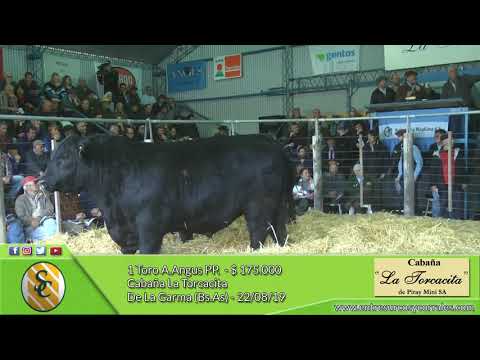 22-08-19 - Venta de Toros A.Angus PP. - Cabaña La Tocacita - De La Garma