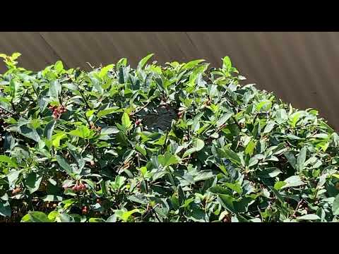 Expertly Hidden Bald-Faced Hornets Found in Shrubbery in Rumson, NJ